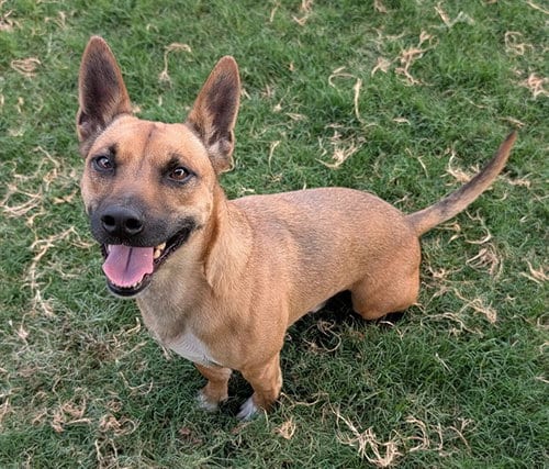 Photo of Finn, adoptable German Shepherd Dog in Plano, Texas