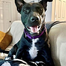 Photo of Phoenix, adoptable Labrador Retriever in East Hartford, Connecticut