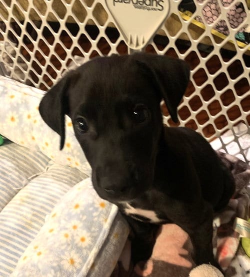 Photo of Chad Powers, adoptable Great Dane in Wheaton, Illinois