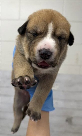 Photo of Jupiter, adoptable Pit Bull Terrier in San Bernardino, California