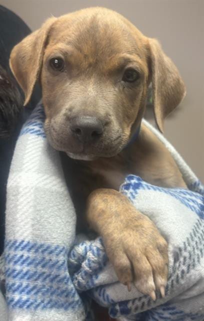 Photo of Nugget, adoptable Mastiff in Redlands, California