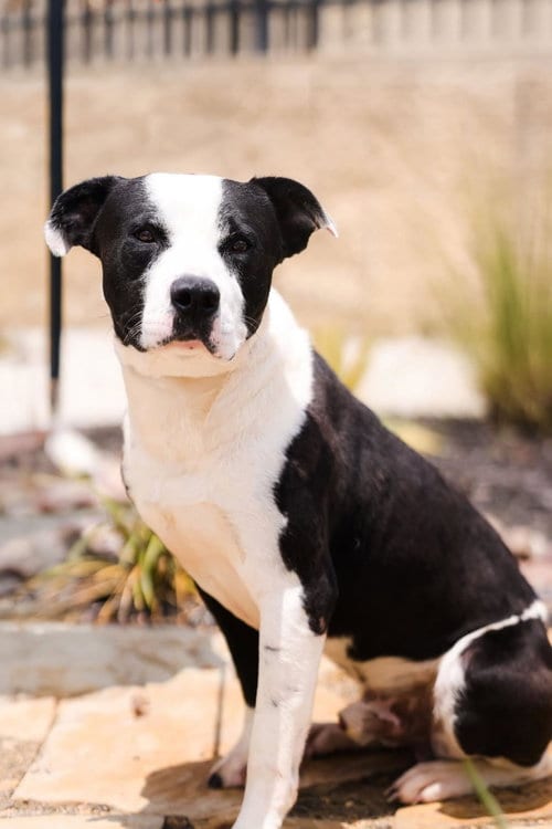 Photo of Diego-$75, adoptable Pit Bull Terrier in Rockwall, Texas