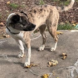 Photo of Luna, adoptable Catahoula Leopard Dog Mixed Breed (Medium) in Overland Park, Kansas