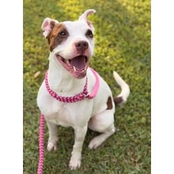Photo of Cindy, adoptable American Pit Bull Terrier in Baton Rouge, Louisiana