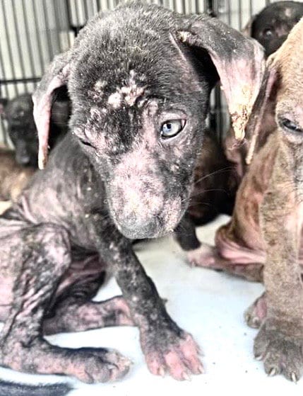 Photo of A660067, adoptable Labrador Retriever in Houston, Texas