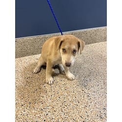 Photo of Wednesday, adoptable Husky in Doral, Florida