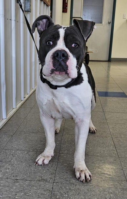 Photo of QBert, adoptable Bulldog, American/Mix in Freeport, Illinois