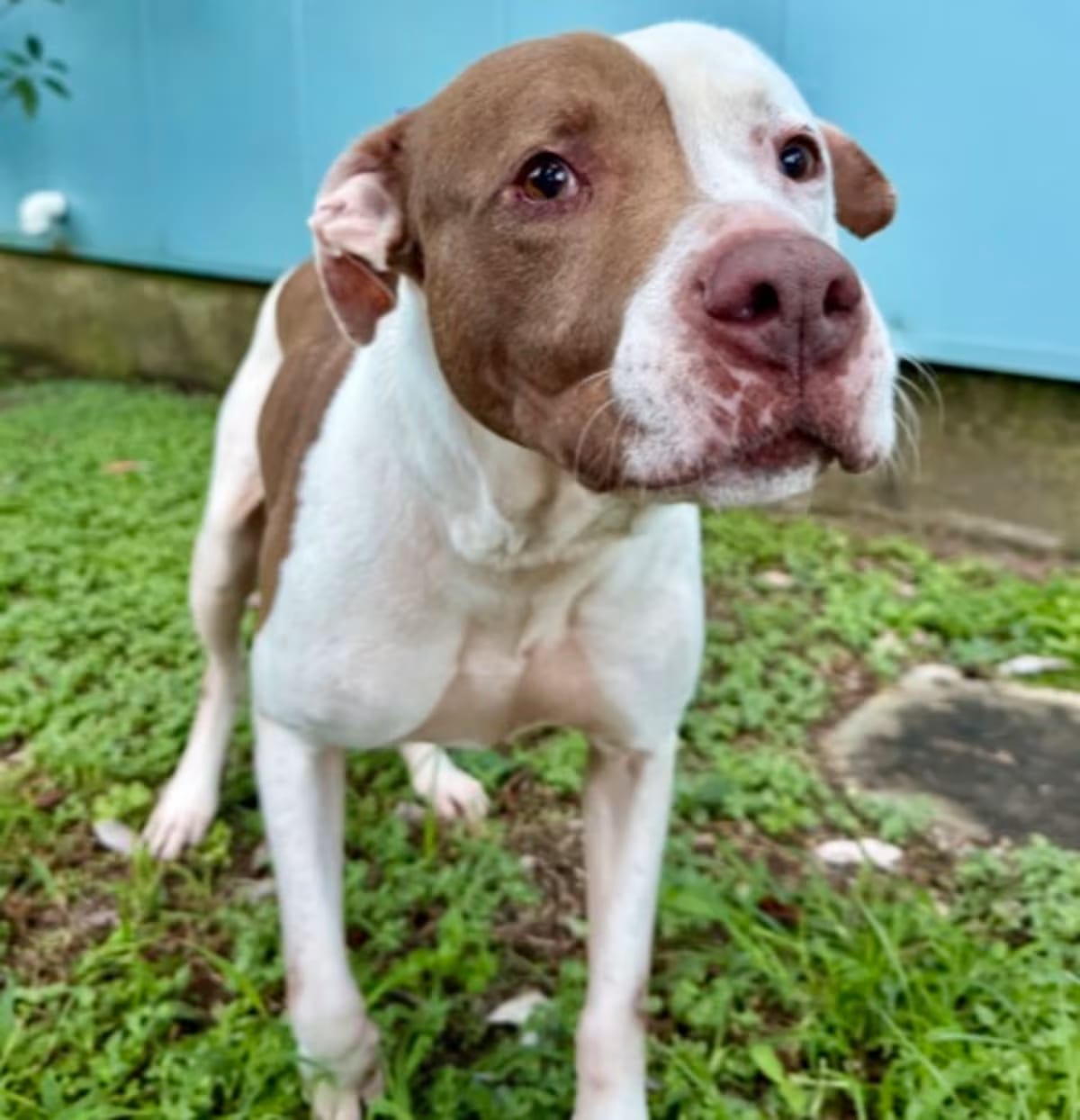 Photo of Liam, adoptable American Pit Bull Terrier in New Orleans, Louisiana
