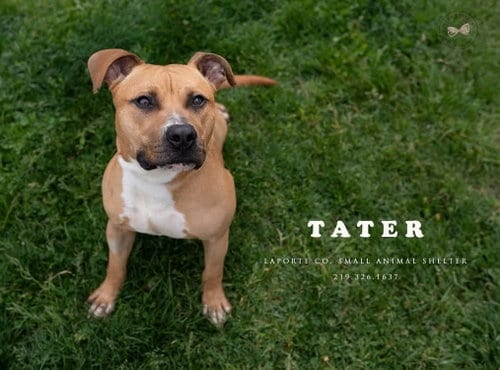 Photo of Tater, adoptable American Bulldog in La Porte, Indiana