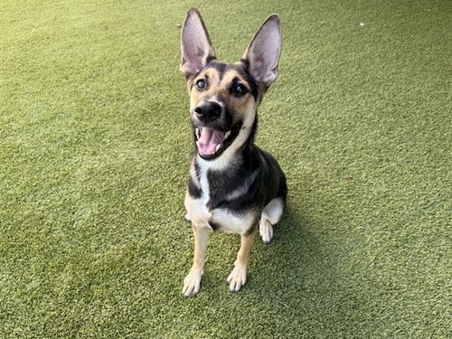 Photo of Maya, adoptable German Shepherd Dog in Garland, Texas