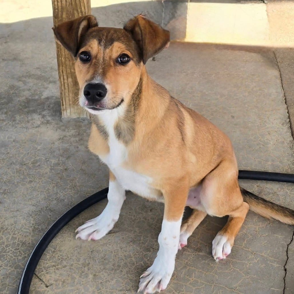 Photo of Simpson - 060903U, adoptable Shepherd / Mix in Tupelo, Mississippi