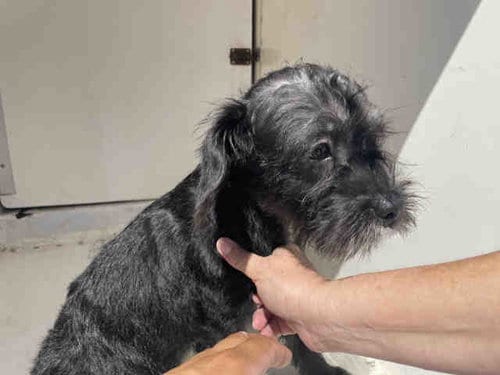 Photo of Chubs, adoptable Terrier in Bonita, California