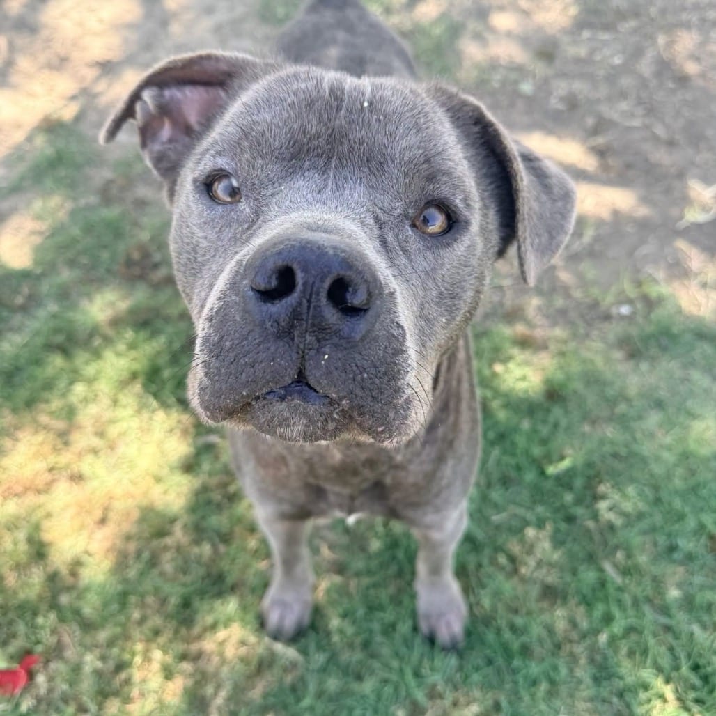 Photo of Cinder, adoptable Mixed Breed (Medium) in San Francisco, California