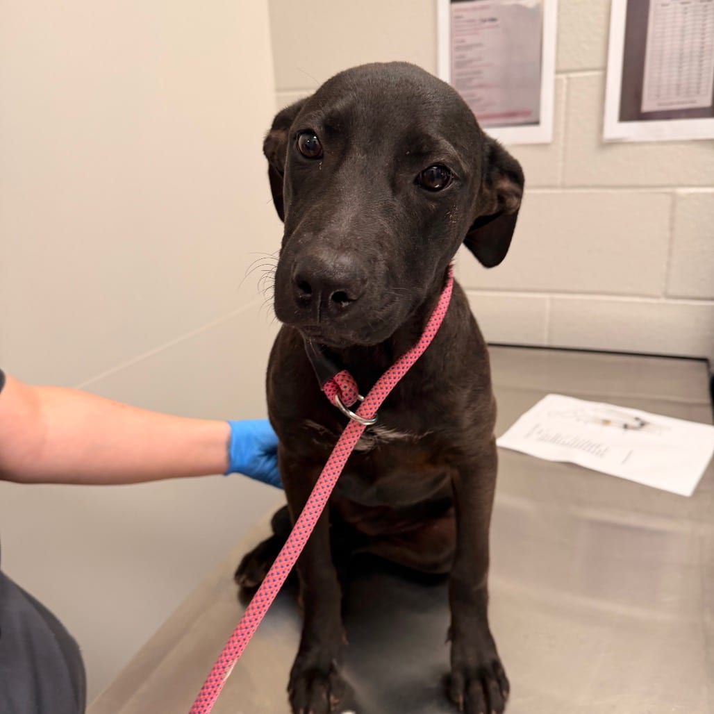 Photo of Stuffin, adoptable Retriever in Spartanburg, South Carolina