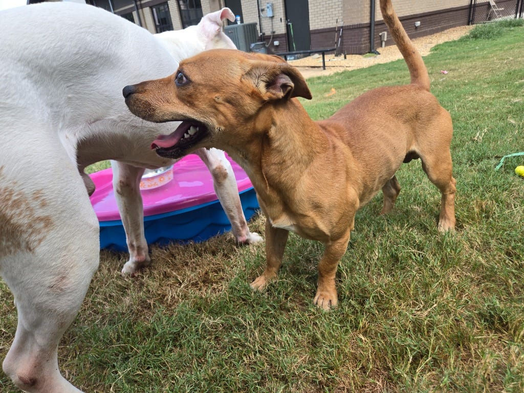Photo of Naveed, adoptable Mixed Breed in Douglasville, Georgia