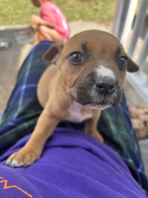 Photo of Roxyanna, adoptable Boxer in Holly Springs, North Carolina