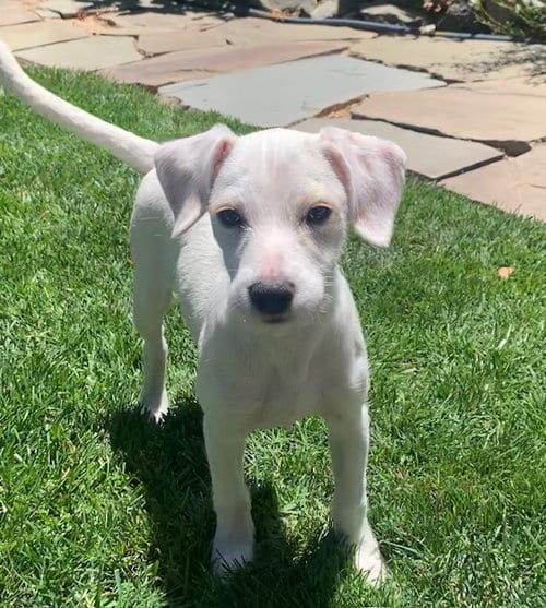 Photo of Ivy, adoptable Terrier in Sunnyvale, California