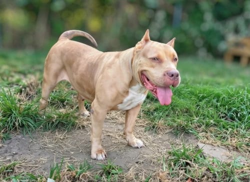 Photo of Cute Dee, adoptable Mastiff in Houston, Texas
