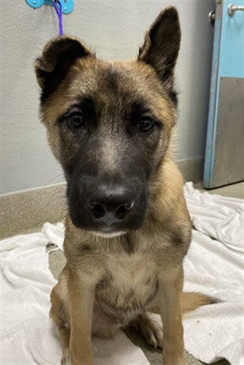 Photo of Tumble, adoptable German Shepherd Dog in Las Vegas, Nevada