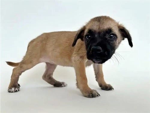 Photo of Also, adoptable Terrier in St. Louis, Missouri