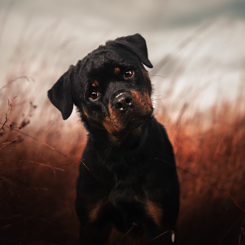 Photo of Tundra, adoptable Rottweiler in Port Angeles, Washington