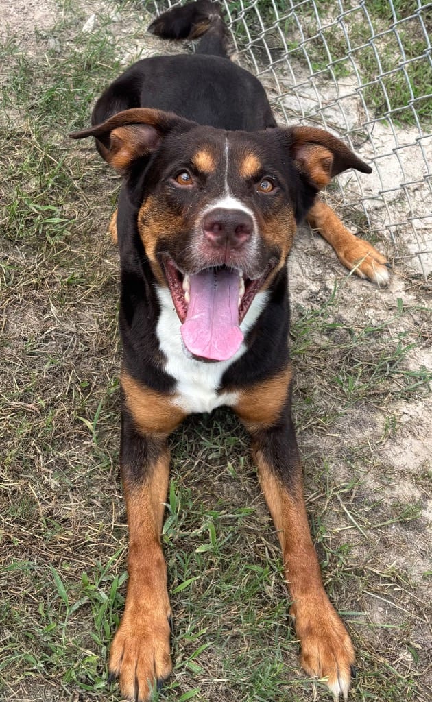 Photo of Broly, adoptable Mixed Breed in Ocala, Florida