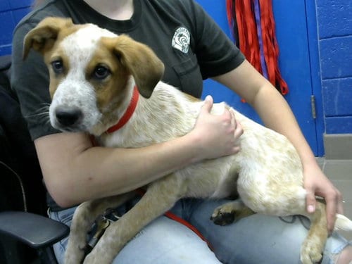 Photo of Merlin, adoptable Queensland Heeler in Albuquerque, New Mexico