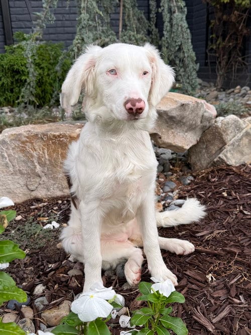 Photo of Skye, adoptable Australian Shepherd in Raleigh, North Carolina