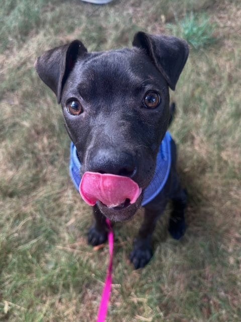 Photo of Willow, adoptable American Pit Bull Terrier in Raleigh, North Carolina