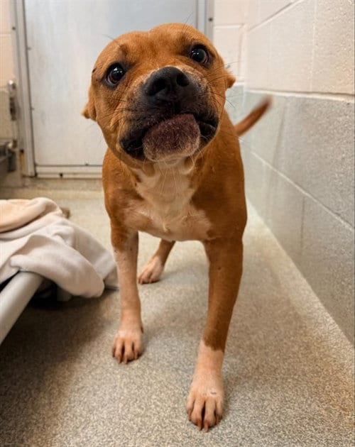 Photo of Reggie, adoptable Pit Bull Terrier in Statesville, North Carolina