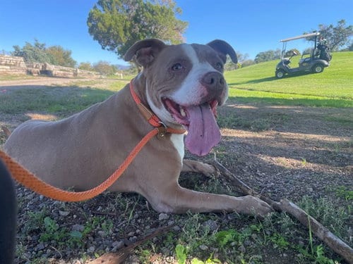 Photo of Aziela, adoptable American Pit Bull Terrier in Albuquerque, New Mexico
