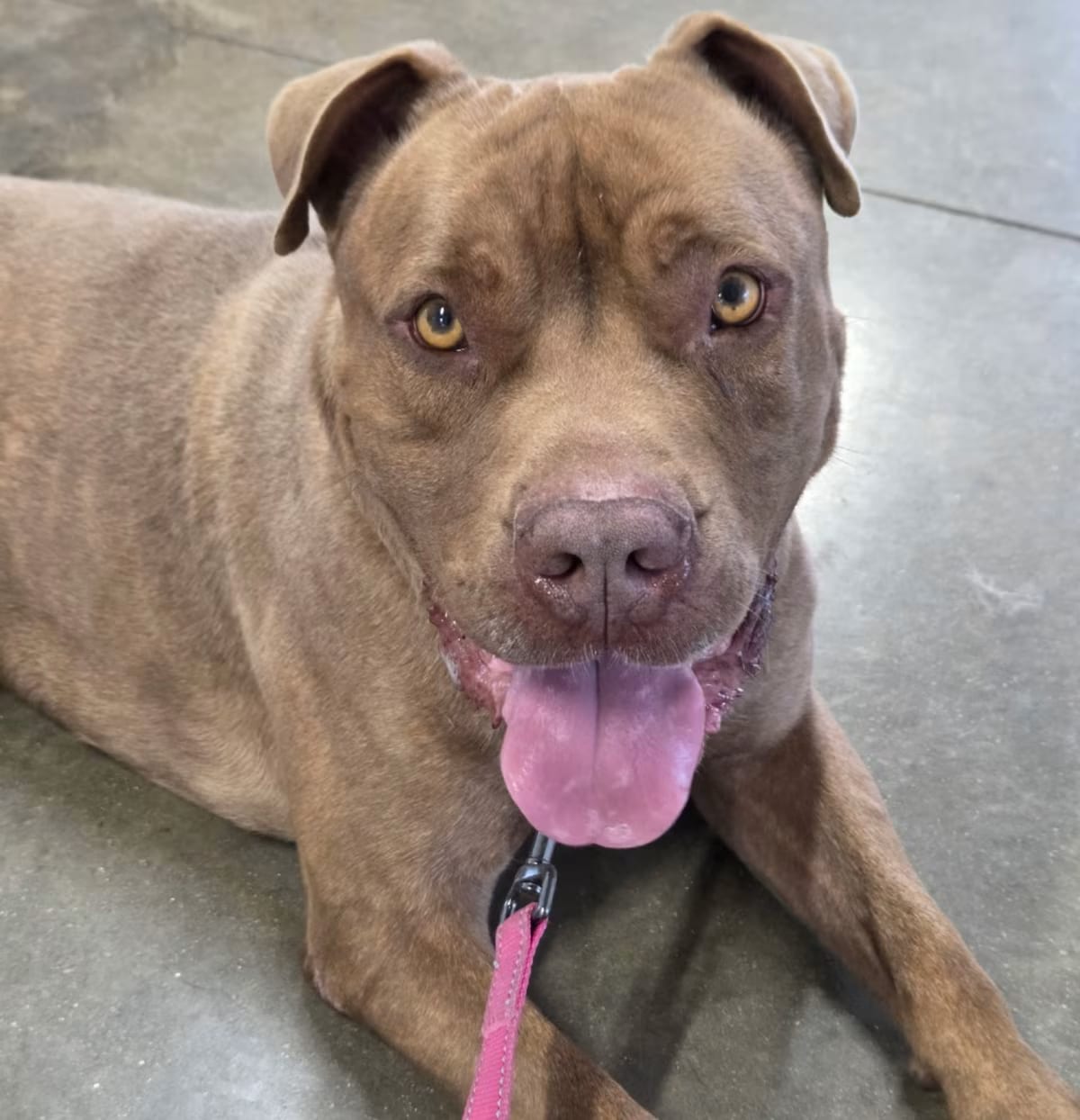 Photo of Drake, adoptable Dogue de Bordeaux/Mixed Breed (Large) in Rock Falls, Illinois