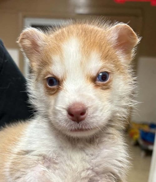 Photo of John B., adoptable Siberian Husky in Matawan, New Jersey