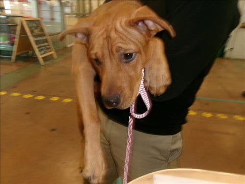 Photo of Nala, adoptable Pit Bull Terrier in Van Nuys, California