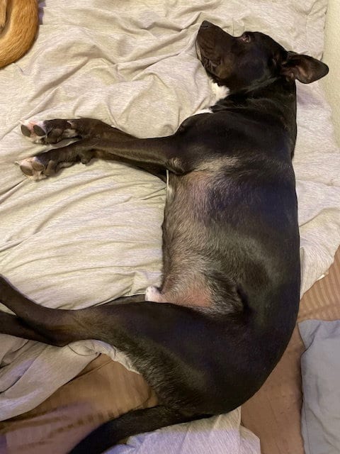 Photo of Blue #11, adoptable American Staffordshire Terrier in Chandler, Arizona