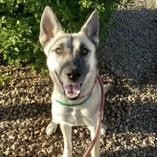 Photo of Phoebe, adoptable German Shepherd Dog in Mesa, Arizona