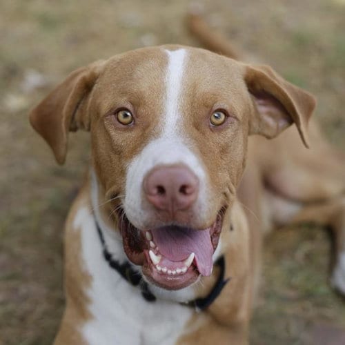 Photo of Zuko, adoptable Plott Hound in San Antonio, Texas