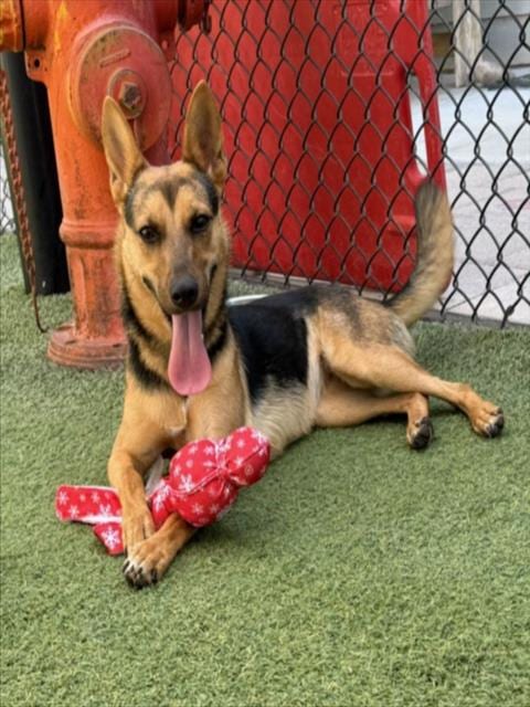 Photo of Lola, adoptable Australian Cattle Dog/Blue Heeler in Norco, California