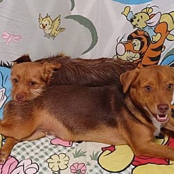 Photo of Cimba needs to go with Nala, adoptable Chihuahua Terrier (Unknown Type, Medium) in Littlerock - near Palmdale, California
