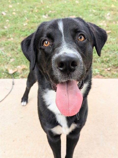 Photo of Nero, adoptable Labrador Retriever in St Peters, Missouri