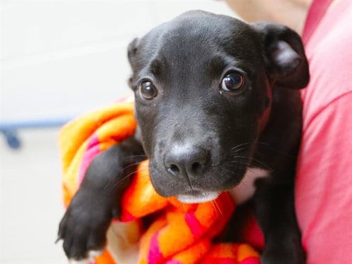 Photo of Lindy, adoptable Labrador Retriever in Tallahassee, Florida