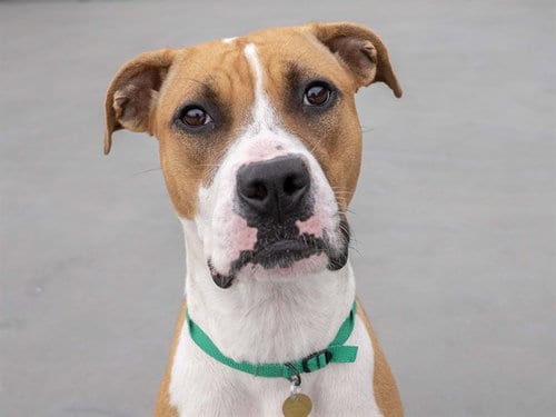 Photo of Molly, adoptable Boxer in Denver, Colorado