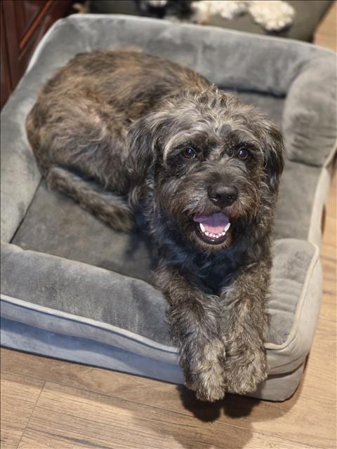 Photo of Dusty, adoptable Schnauzer in Chatsworth, California