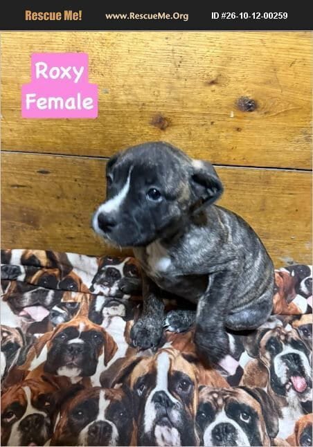 Photo of Roxy, adoptable American Pit Bull Terrier in Benton, Pennsylvania