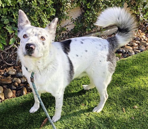 Photo of Cookies 'n Cream, adoptable Australian Cattle Dog/Blue Heeler in San Jose, California
