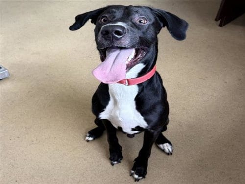 Photo of Buddy, adoptable Great Dane in Derwood, Maryland