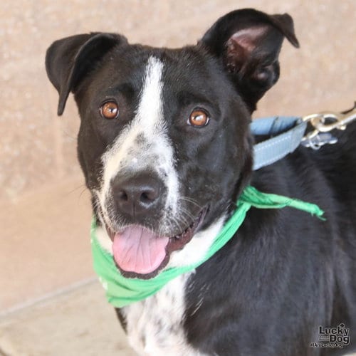 Photo of Pretty, adoptable Labrador Retriever in Washington, District of Columbia