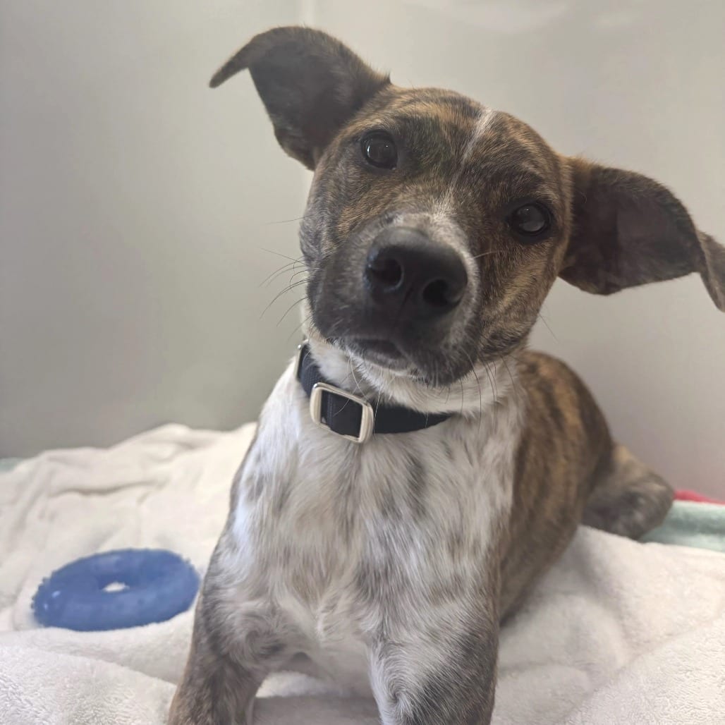 Photo of Sweet Pea, adoptable Mixed Breed (Small) in St. Charles, Missouri