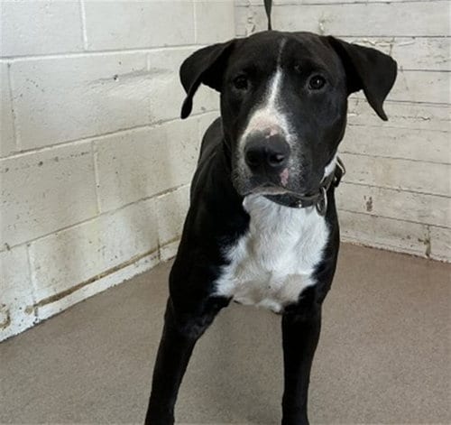 Photo of Blazer, adoptable Pit Bull Terrier in San Bernardino, California