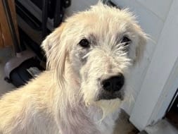 Photo of Walter White, adoptable dog in Georgetown, Texas